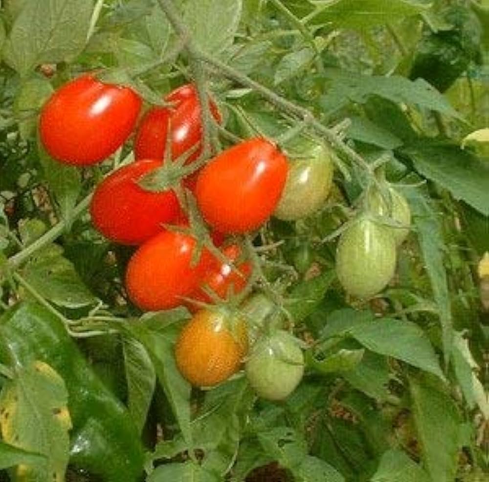 Cherry (Roma tomato) for planting in garden